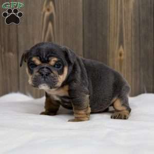 Bently Blue, English Bulldog Puppy